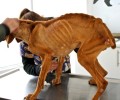 Το αποστεωμένο σκυλί που βρέθηκε στο Κορωπί πάσχει μόνο από ασιτία